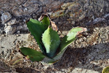 İspanya 'nın Mallorca kentinde yaygın olarak kullanılan nöbetçi bitkisi, yüzyıl bitkisi, maguey, variegata veya American aloe adları gelişmektedir.