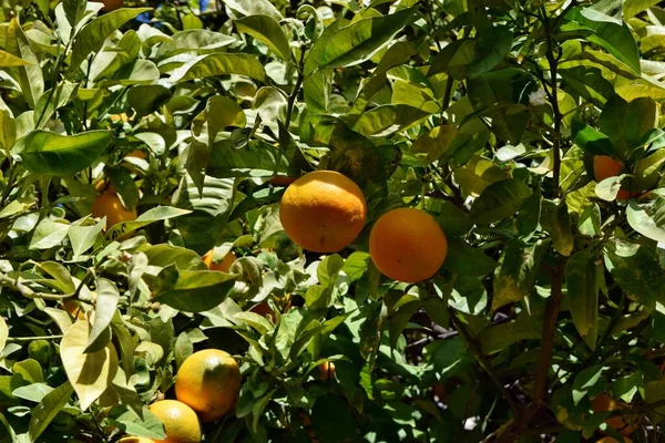 Апельсины Листья Висят Дереве Испании — стоковое фото