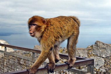 Vahşi vahşi bir maymun ya da Cebelitarık Kayası, Avrupa 'da oturan Cebelitarık maymunları.
