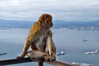 Vahşi vahşi bir maymun ya da Cebelitarık Kayası, Avrupa 'da oturan Cebelitarık maymunları.