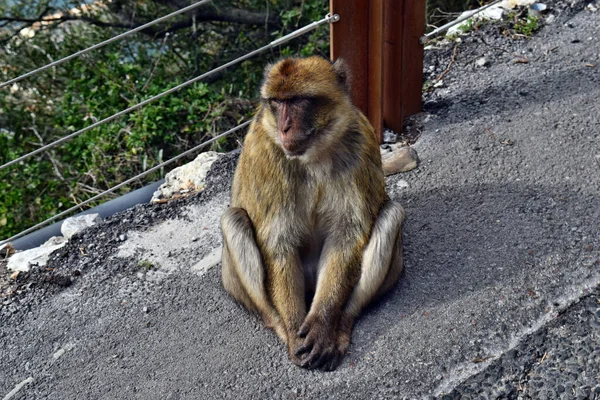 Wild Barbary Macaque Istuu Polulla Gibraltarilla Euroopassa — kuvapankkivalokuva