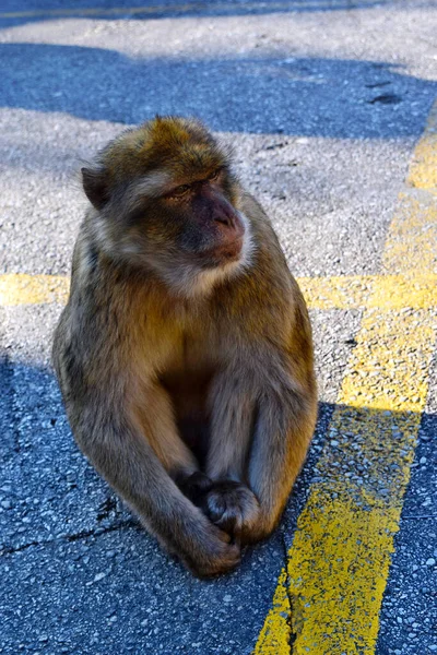 Macaco Berberisco Salvaje Sentado Camino Peñón Gibraltar Europa — Foto de Stock