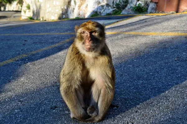 Macaco Barbary Selvagem Sentado Caminho Rock Gibraltar Europa — Fotografia de Stock