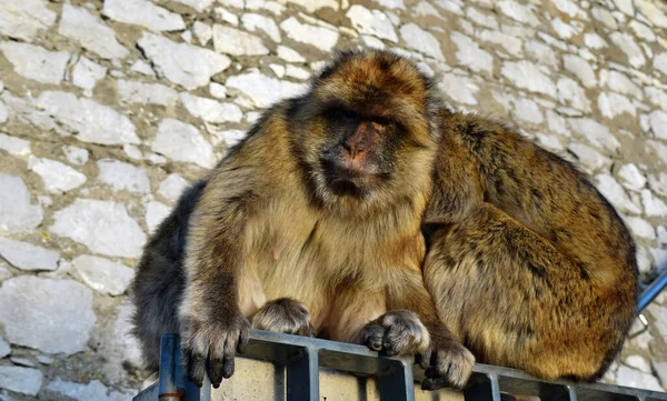 Dois Macacos Bárbaros Selvagens Chamados Simplesmente Macacos Gibraltar Sentados Rocha — Fotografia de Stock