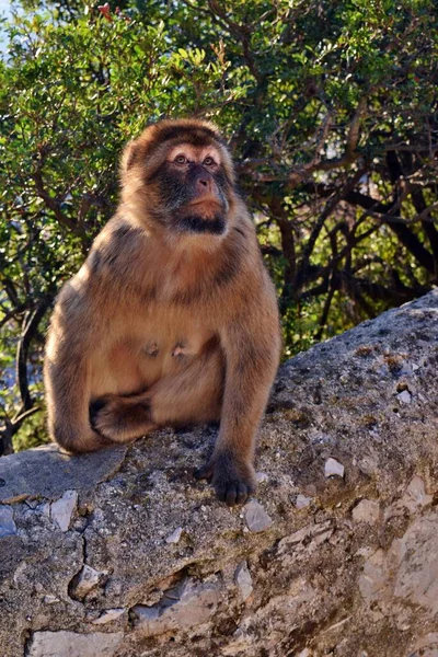 Macaco Bárbaro Selvagem Chamado Simplesmente Macacos Gibraltar Sentados Rocha Gibraltar — Fotografia de Stock