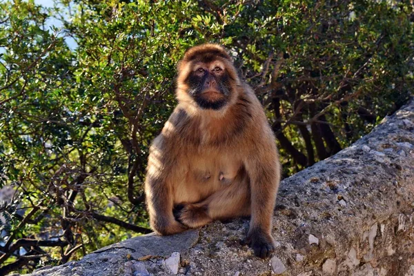 Macaco Bárbaro Selvagem Chamado Simplesmente Macacos Gibraltar Sentados Rocha Gibraltar — Fotografia de Stock