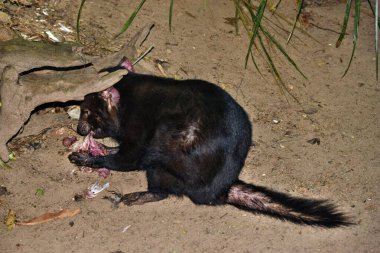 Nesli tükenmek üzere olan vahşi Tazmanya canavarı Avustralya 'da et yiyor.