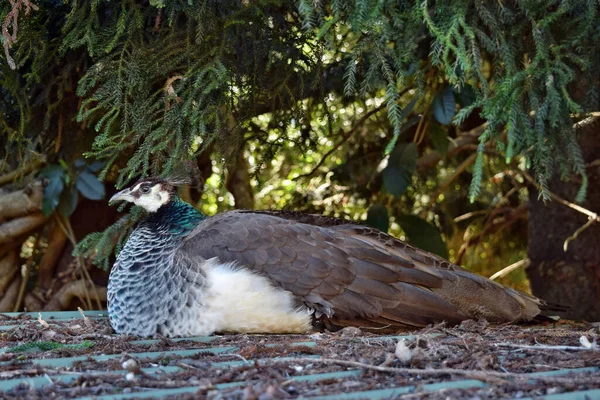 Pavo Real Pavo Cristatus Ave Adulta Sentada Techo — Foto de Stock