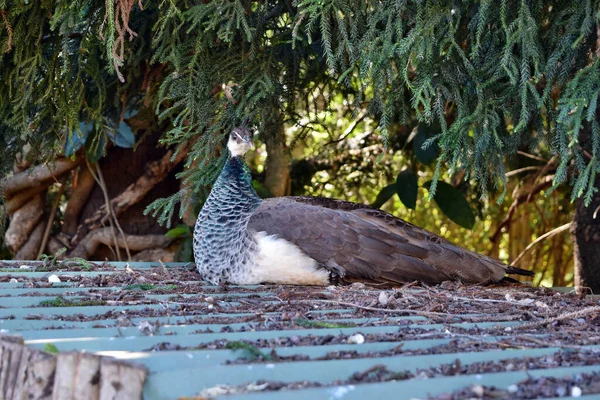 Peacock Pavo Cristatus Volwassen Vogel Zittend Het Dak — Stockfoto