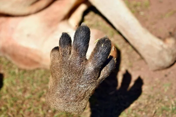 非常に筋肉質な野生の赤いカンガルーは オーストラリアのクイーンズランド州で鋭い爪を示しています — ストック写真