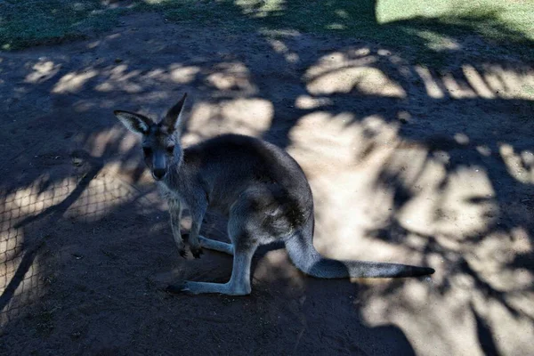 Queensland Avustralya Dinlenen Vahşi Gri Kanguru — Stok fotoğraf