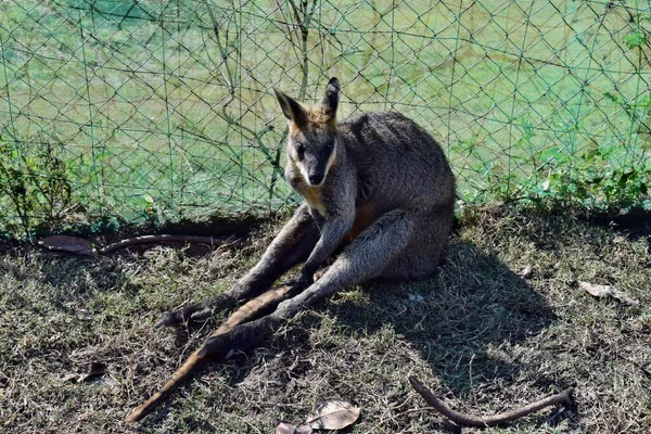 Jeune Kangourou Wallaby Gris Sauvage Mignon Assis Sur Herbe Dans — Photo