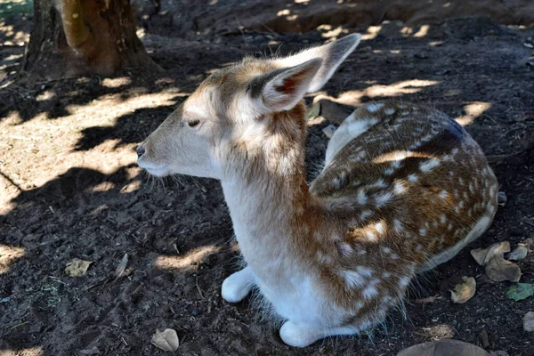 Beautiful Fallow Roe Deer Resting Park — Stock Photo, Image