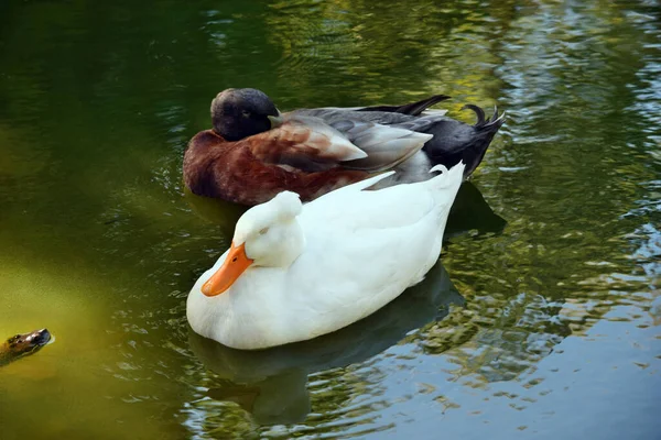Schöne Amerikanische Pekin Ente Schwimmt Auf Dem Teich Australien — Stockfoto