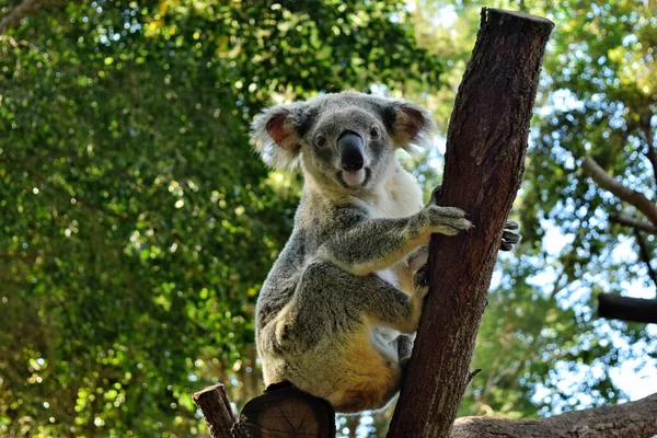 Koala Een Boomtak Eucalyptus Australië — Stockfoto
