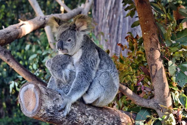 Piękna Koala Dzieckiem Siedzącym Gałęzi Eukaliptusa Australii — Zdjęcie stockowe