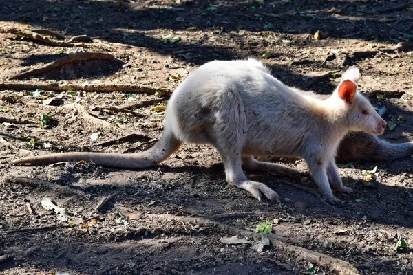 Belo Raro Canguru Albino Parque Austrália — Fotografia de Stock