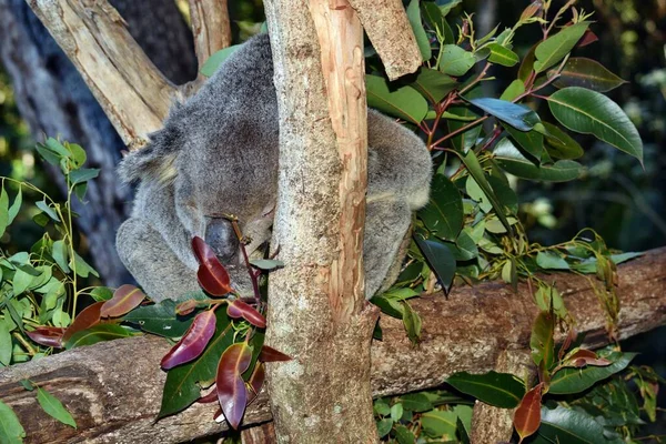 Koala Muy Grande Durmiendo Una Rama Eucalipto Árbol Australia — Foto de Stock