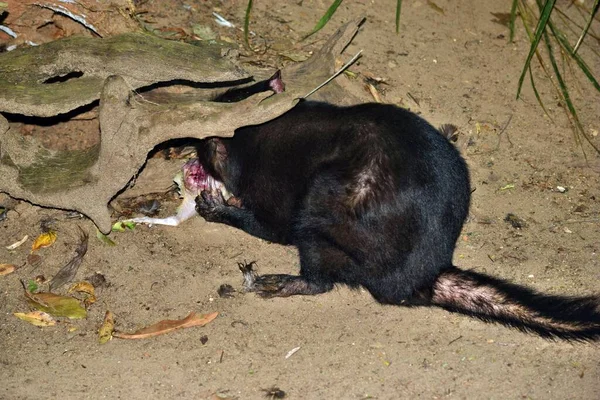 Divoký Tasmánský Ďábel Ohrožený Vyhynutím Maso Austrálii — Stock fotografie