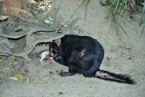 Diabo Selvagem Tasmânia Ameaçado Extinção Está Comendo Carne Austrália — Fotografia de Stock