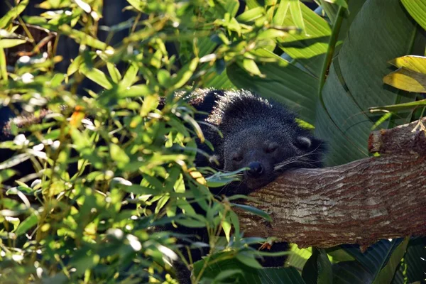 Zamknij Arctis Binturong Leżącego Drzewie Ciągu Dnia — Zdjęcie stockowe