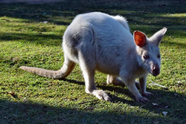 Prachtige Zeldzame Albino Kangoeroe Het Park Australië — Stockfoto