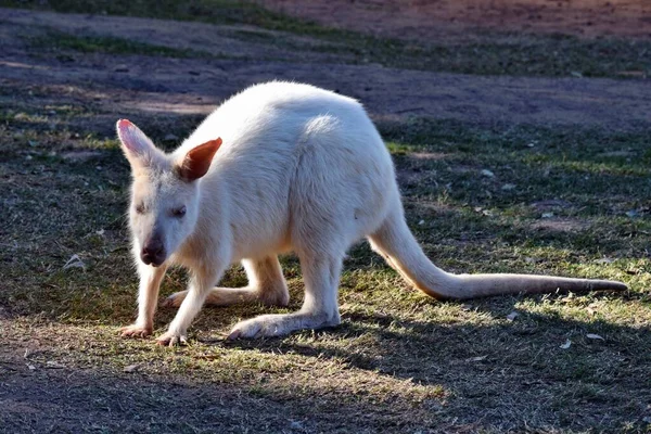 Belle Rare Kangourou Albinos Dans Parc Australie — Photo