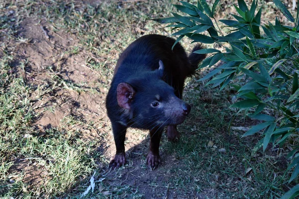 Divoký Tasmánský Ďábel Ohrožený Vyhynutím Austrálii — Stock fotografie