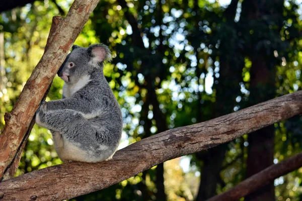 Koala Een Boomtak Eucalyptus Australië — Stockfoto