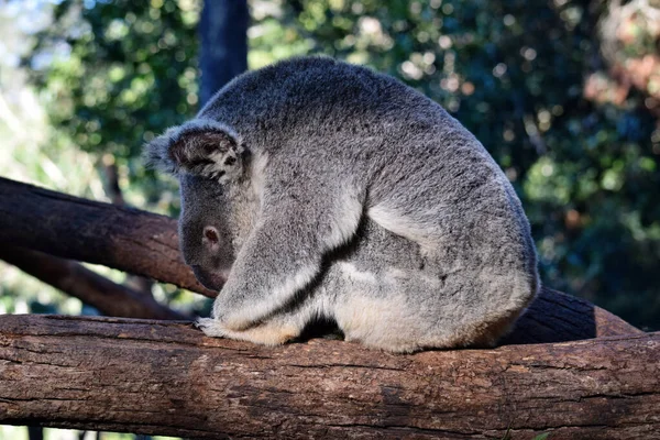 Cute Koala Siedzi Gałęzi Drzewa Eukaliptusa Australii — Zdjęcie stockowe