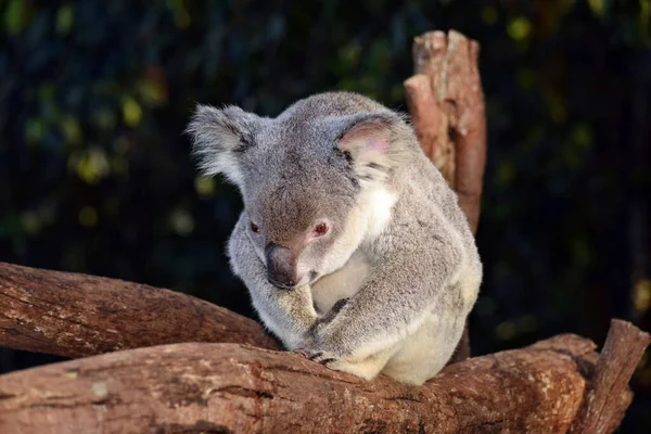 Cute Koala Siedzi Gałęzi Drzewa Eukaliptusa Australii — Zdjęcie stockowe