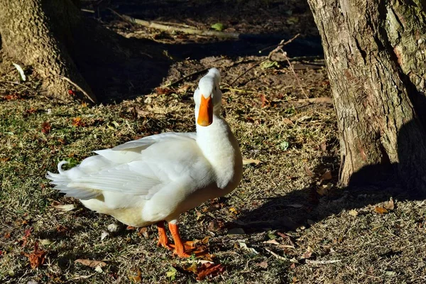 Schöne Amerikanische Pekin Ente Auf Dem Boden Australien — Stockfoto