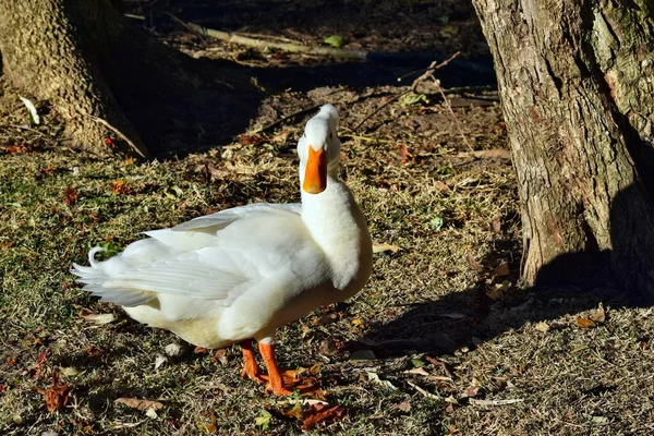 Beautiful American Pekin Duck Walking Ground Australia — Stock Photo, Image