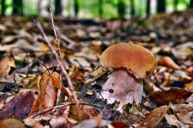 Boletus edulis yenilebilir mantarı ormanda yetişiyor.