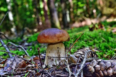 Boletus edulis yenilebilir mantarı ormanda yetişiyor.