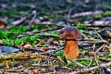 Xerocomus Badius mantarı Polonya ormanlarında yetişir.