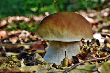 Boletus edulis yenilebilir mantarı ormanda yetişiyor.