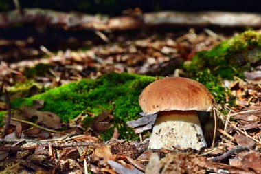 Boletus edulis yenilebilir mantarı ormanda yetişiyor.