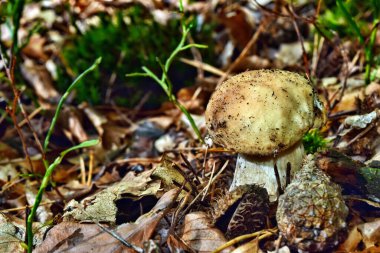 Boletus edulis yenilebilir mantarı ormanda yetişiyor.