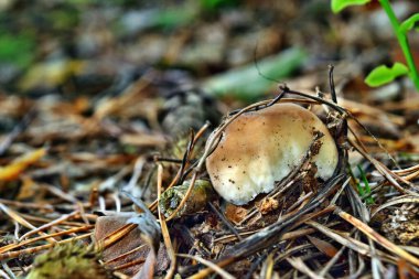 Boletus edulis yenilebilir mantarı ormanda yetişiyor.