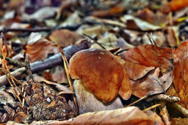 Boletus edulis yenilebilir mantarı ormanda yetişiyor.