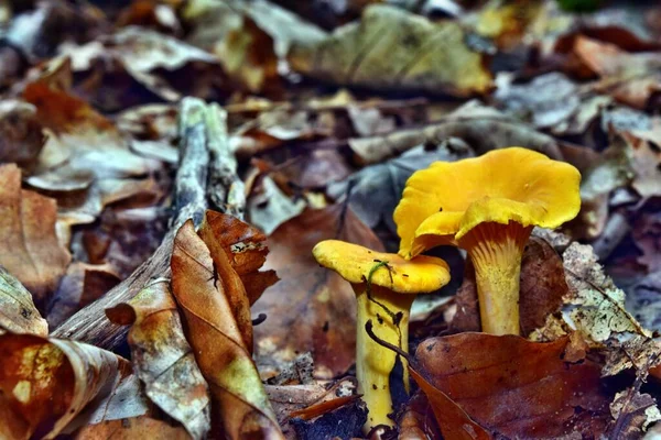 Cogumelo Chanterelle Comestível Floresta — Fotografia de Stock