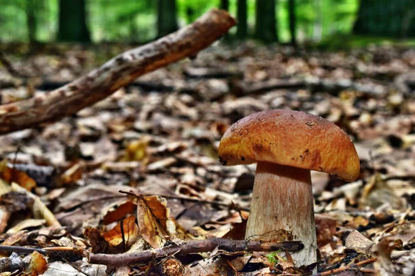 Boletus Edulis Ätlig Svamp Växer Skogen — Stockfoto