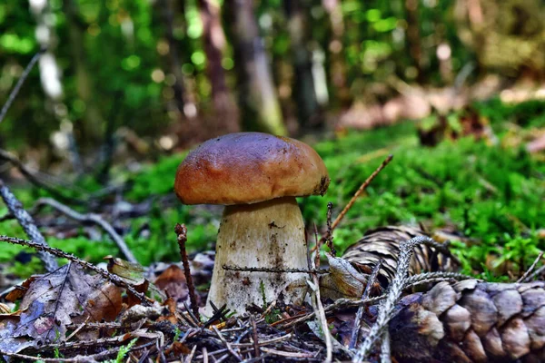Boletus Edulis Edible Mushroom Growing Forest — Stock Photo, Image