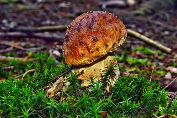 Boletus Edulis Съедобный Гриб Растет Лесу — стоковое фото