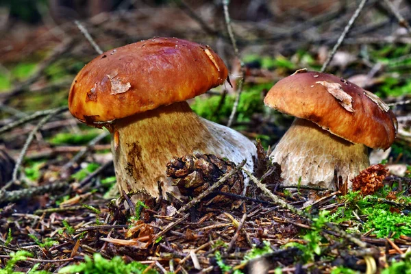 山楂可食的蘑菇生长在森林里 — 图库照片