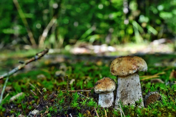 Boletus Edulis Edible Mushroom Growing Forest — Stock Photo, Image