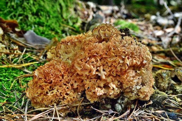 秋に森の中で成長する食用キノコスパルカシス — ストック写真