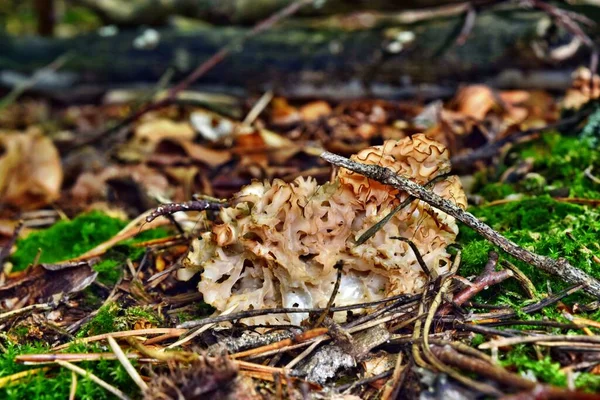 Champignon Comestible Sparassis Crispa Poussent Dans Forêt Automne — Photo