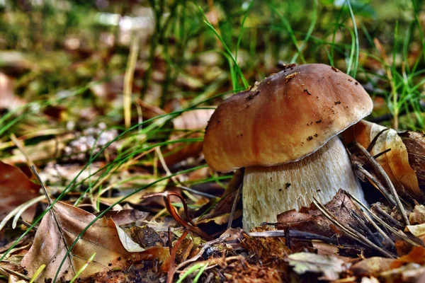 Boletus Edulis Съедобный Гриб Растет Лесу — стоковое фото